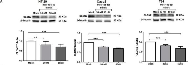 Rabbit IgG (H+L) Secondary Antibody in Western Blot (WB)