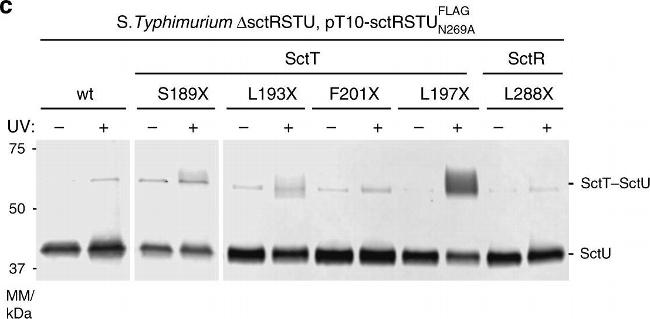 Rabbit IgG (H+L) Secondary Antibody in Western Blot (WB)