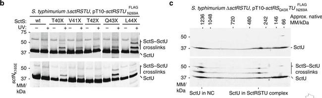 Rabbit IgG (H+L) Secondary Antibody in Western Blot (WB)