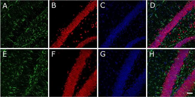 Mouse IgG (H+L) Cross-Adsorbed Secondary Antibody in Immunohistochemistry (Frozen) (IHC (F))