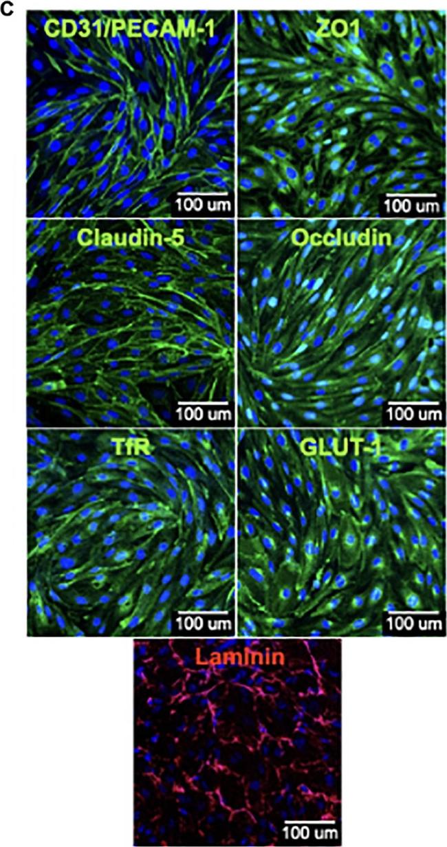 Rabbit IgG (H+L) Cross-Adsorbed Secondary Antibody in Immunocytochemistry (ICC/IF)