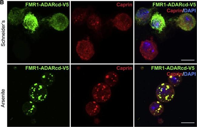 Mouse IgG (H+L) Cross-Adsorbed Secondary Antibody in Immunocytochemistry (ICC/IF)