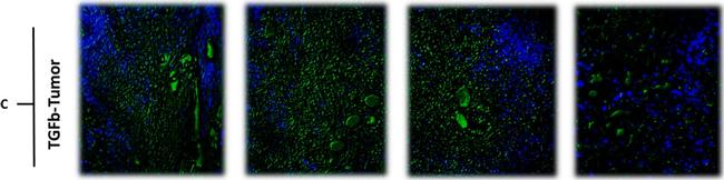 Rat IgG (H+L) Cross-Adsorbed Secondary Antibody in Immunohistochemistry (Paraffin) (IHC (P))