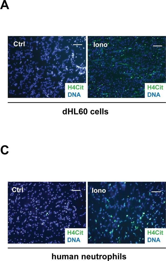 Rabbit IgG (H+L) Cross-Adsorbed Secondary Antibody in Immunocytochemistry (ICC/IF)