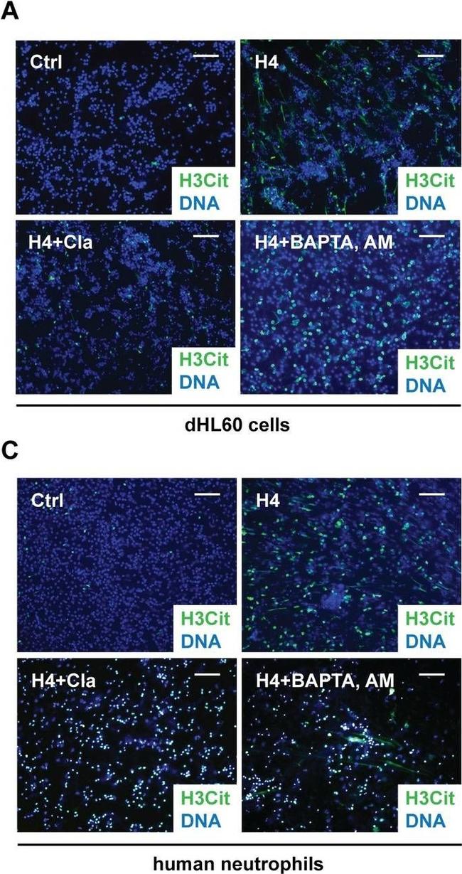 Rabbit IgG (H+L) Cross-Adsorbed Secondary Antibody in Immunocytochemistry (ICC/IF)