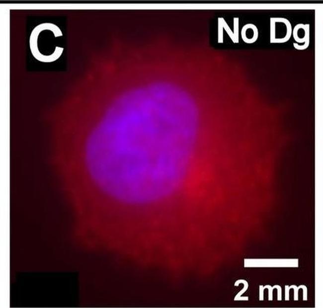 Rabbit IgG (H+L) Cross-Adsorbed Secondary Antibody in Immunocytochemistry (ICC/IF)