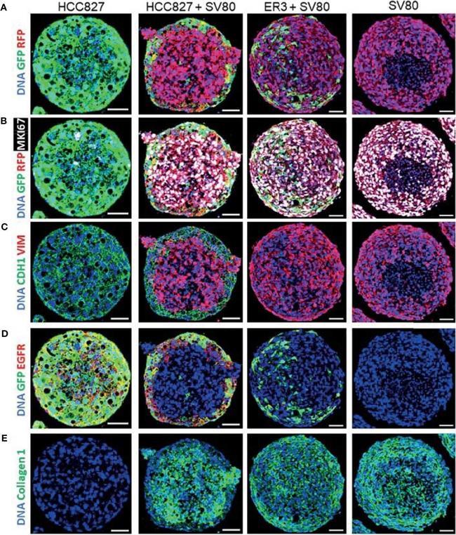 Mouse IgG (H+L) Highly Cross-Adsorbed Secondary Antibody in Immunocytochemistry (ICC/IF)