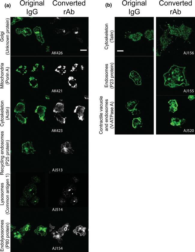 Mouse IgG (H+L) Highly Cross-Adsorbed Secondary Antibody in Immunocytochemistry (ICC/IF)