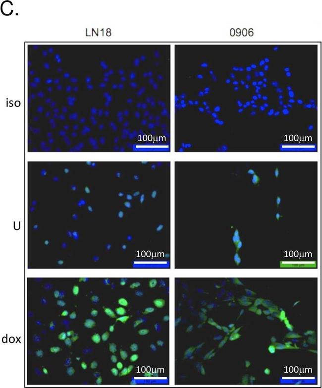 Mouse IgG (H+L) Highly Cross-Adsorbed Secondary Antibody in Immunocytochemistry (ICC/IF)