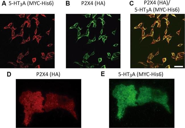 Mouse IgG (H+L) Highly Cross-Adsorbed Secondary Antibody in Immunocytochemistry (ICC/IF)