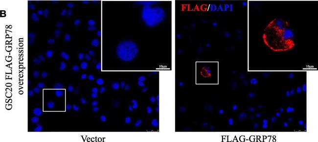 Mouse IgG (H+L) Highly Cross-Adsorbed Secondary Antibody in Immunocytochemistry (ICC/IF)