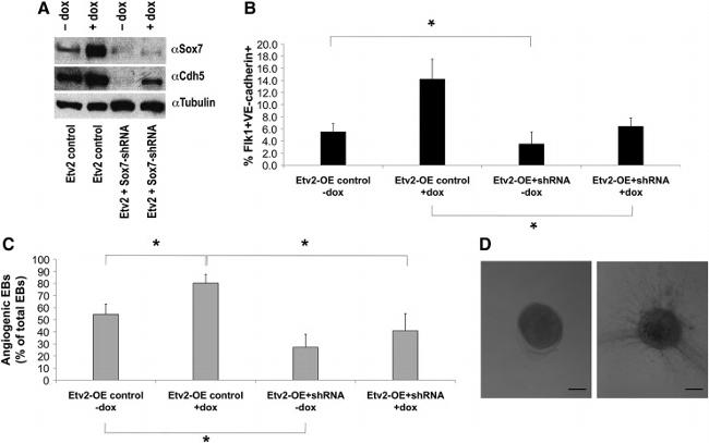 CD144 (VE-cadherin) Antibody in Flow Cytometry (Flow)