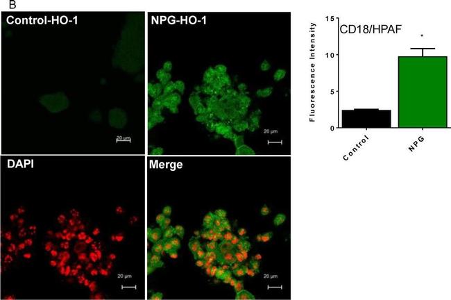 Rabbit IgG (H+L) Highly Cross-Adsorbed Secondary Antibody in Immunocytochemistry (ICC/IF)