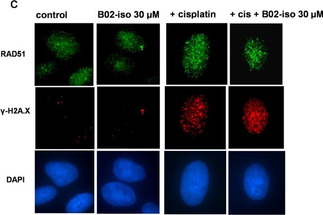 Rabbit IgG (H+L) Highly Cross-Adsorbed Secondary Antibody in Immunocytochemistry (ICC/IF)