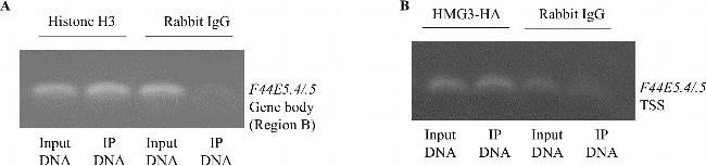 Rabbit IgG (H+L) Highly Cross-Adsorbed Secondary Antibody in Western Blot (WB)