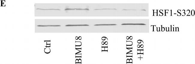 Rabbit IgG (H+L) Highly Cross-Adsorbed Secondary Antibody in Western Blot (WB)