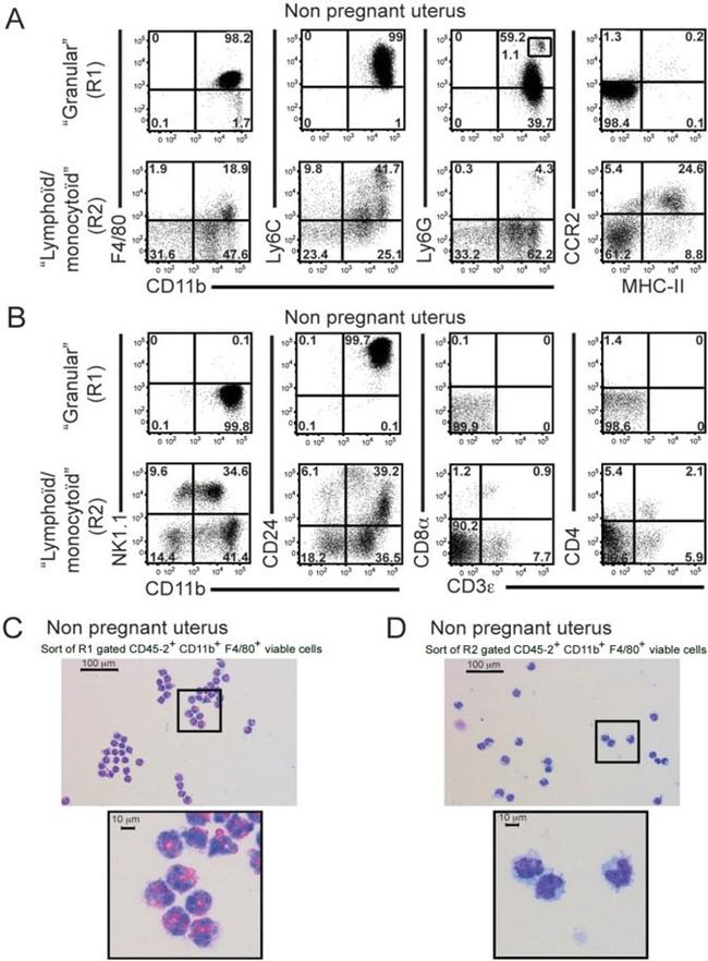 NK1.1 Antibody in Flow Cytometry (Flow)