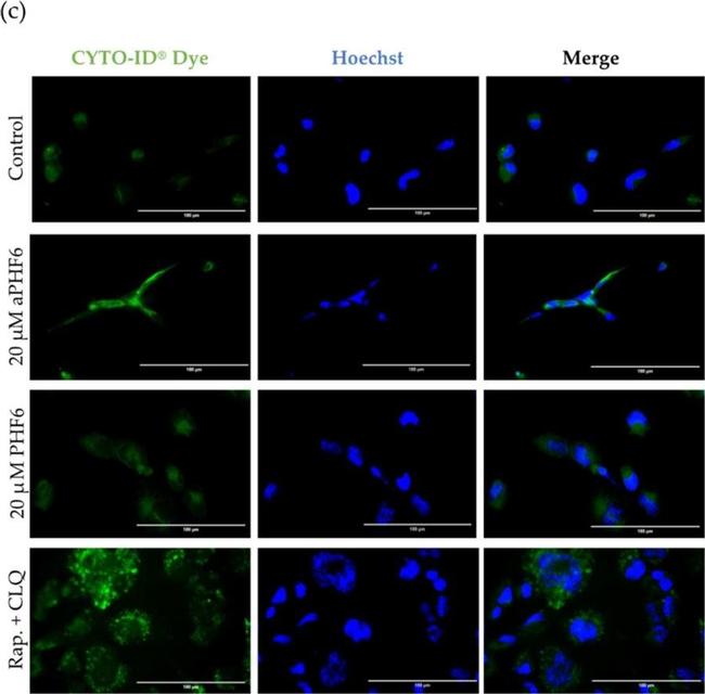 Rabbit IgG (H+L) Highly Cross-Adsorbed Secondary Antibody in Immunocytochemistry (ICC/IF)