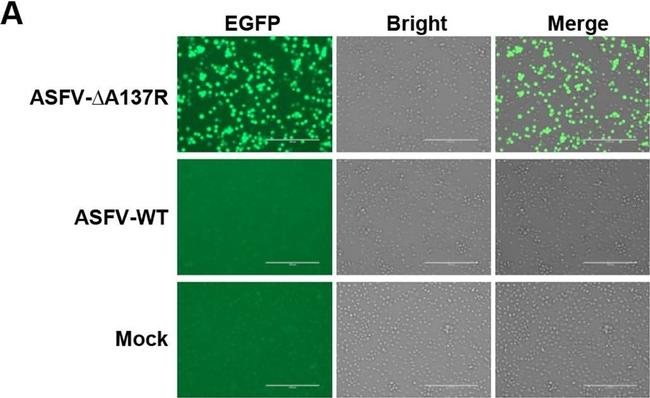 Rabbit IgG (H+L) Highly Cross-Adsorbed Secondary Antibody in Immunocytochemistry (ICC/IF)