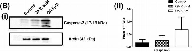 Mouse IgG (H+L) Secondary Antibody in Western Blot (WB)