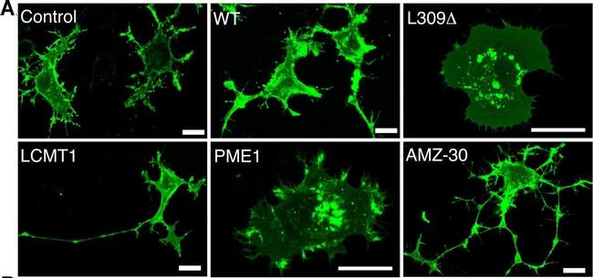 Rabbit IgG (Heavy chain) Secondary Antibody in Immunocytochemistry (ICC/IF)