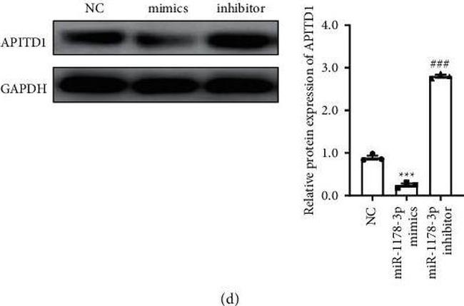 Mouse IgG (H+L) Highly Cross-Adsorbed Secondary Antibody in Western Blot (WB)