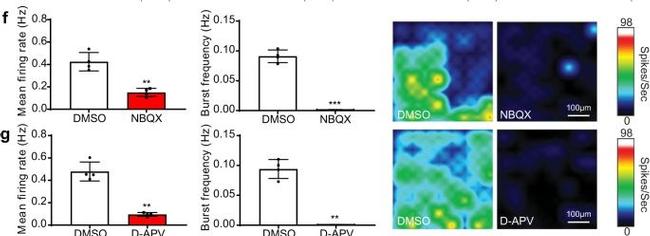 Mouse IgG (H+L) Highly Cross-Adsorbed Secondary Antibody in Immunohistochemistry (IHC)