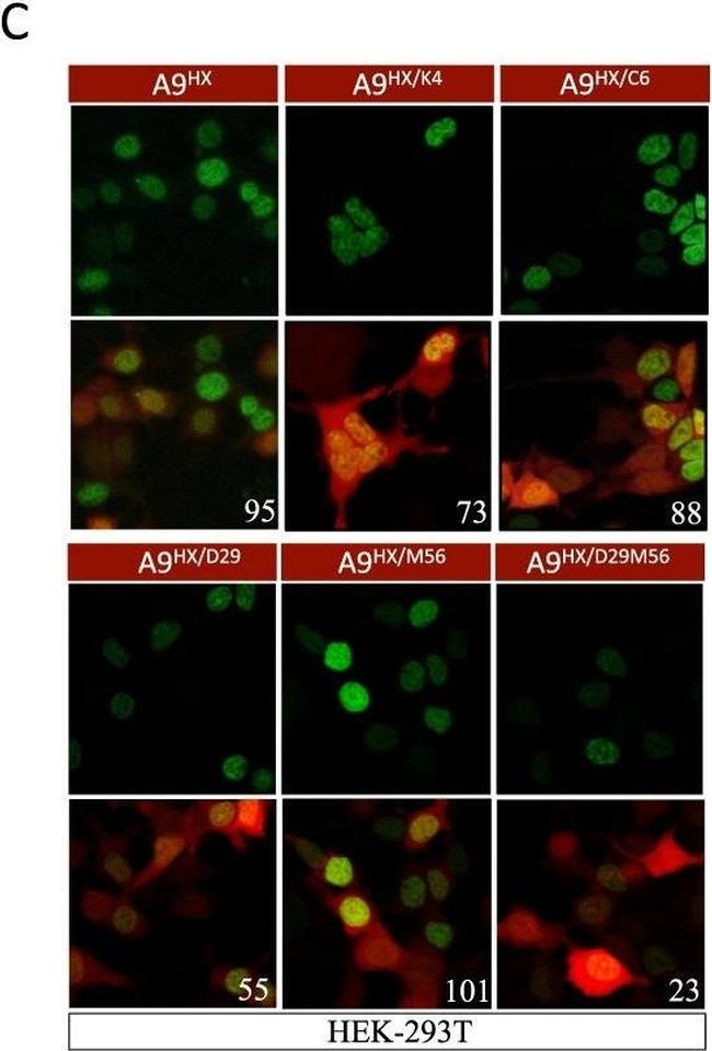 Rabbit IgG (H+L) Highly Cross-Adsorbed Secondary Antibody in Immunocytochemistry (ICC/IF)