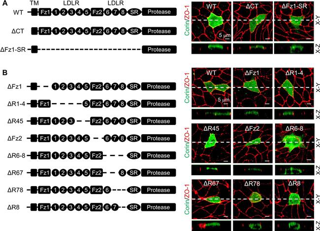 Rabbit IgG (H+L) Highly Cross-Adsorbed Secondary Antibody in Immunohistochemistry (Paraffin) (IHC (P))