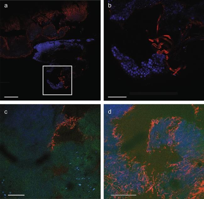 Rabbit IgG (H+L) Highly Cross-Adsorbed Secondary Antibody in Immunohistochemistry (PFA fixed) (IHC (PFA))