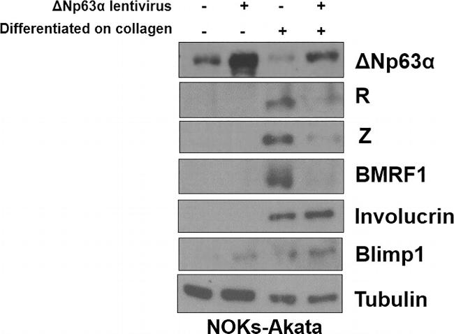 Mouse IgG (H+L) Secondary Antibody in Western Blot (WB)