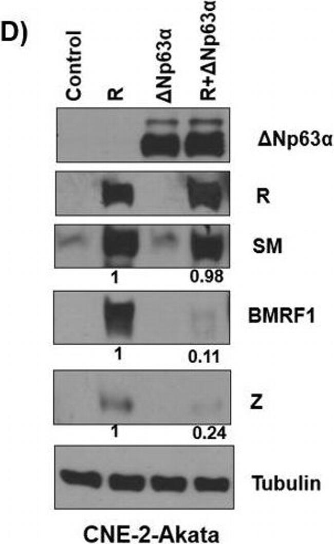 Mouse IgG (H+L) Secondary Antibody in Western Blot (WB)