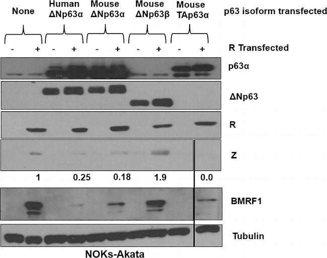 Mouse IgG (H+L) Secondary Antibody in Western Blot (WB)