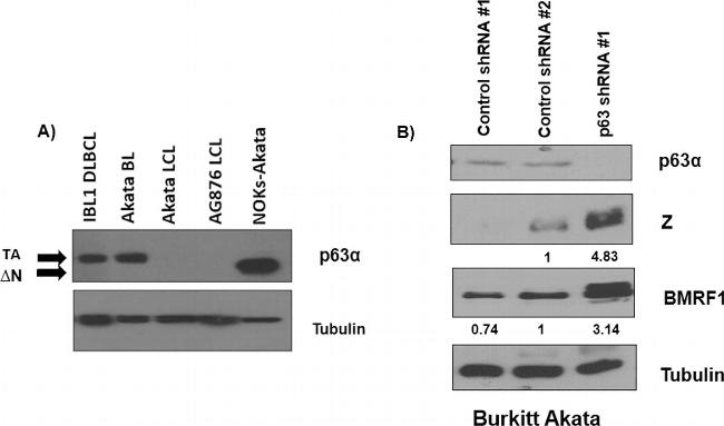 Mouse IgG (H+L) Secondary Antibody in Western Blot (WB)