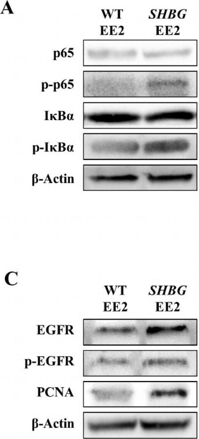 Mouse IgG (H+L) Secondary Antibody in Western Blot (WB)