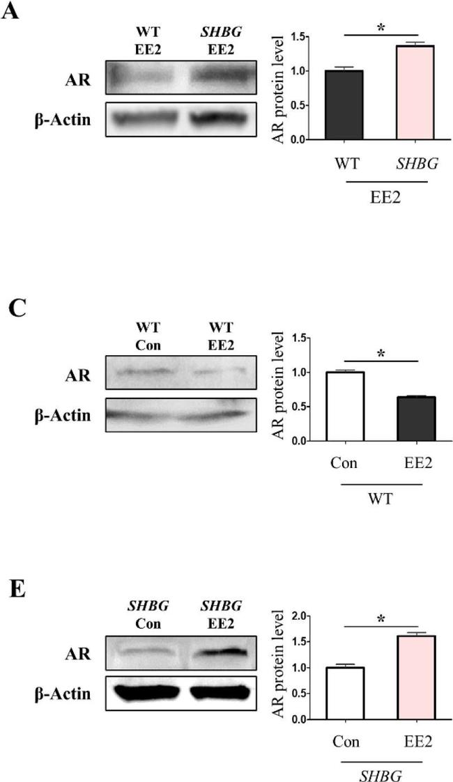 Mouse IgG (H+L) Secondary Antibody in Western Blot (WB)