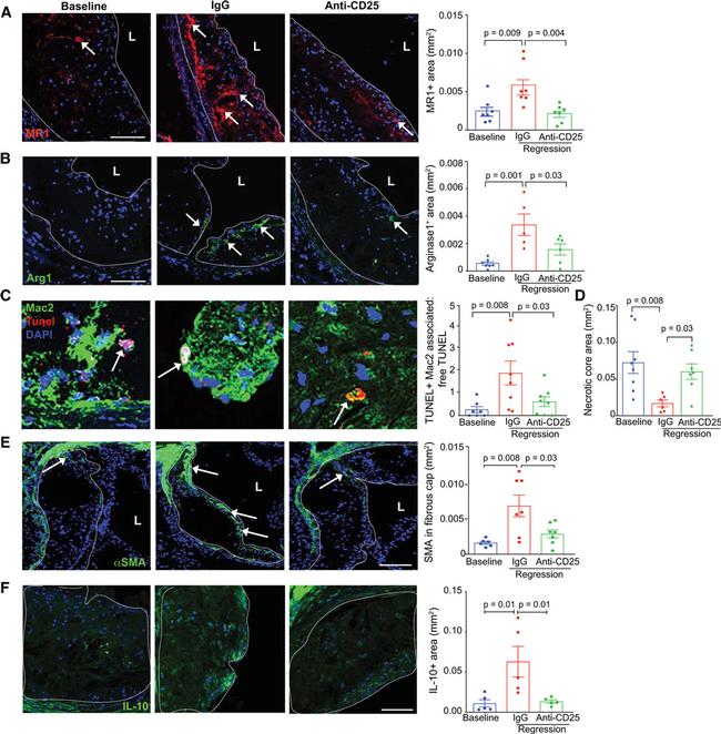 Arginase 1 Antibody in Immunohistochemistry (Frozen) (IHC (F))