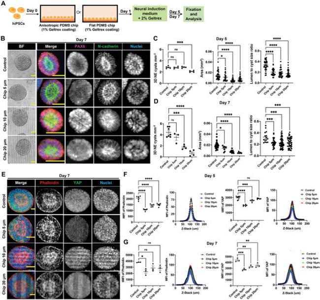 PAX6 Antibody in Immunohistochemistry (IHC)