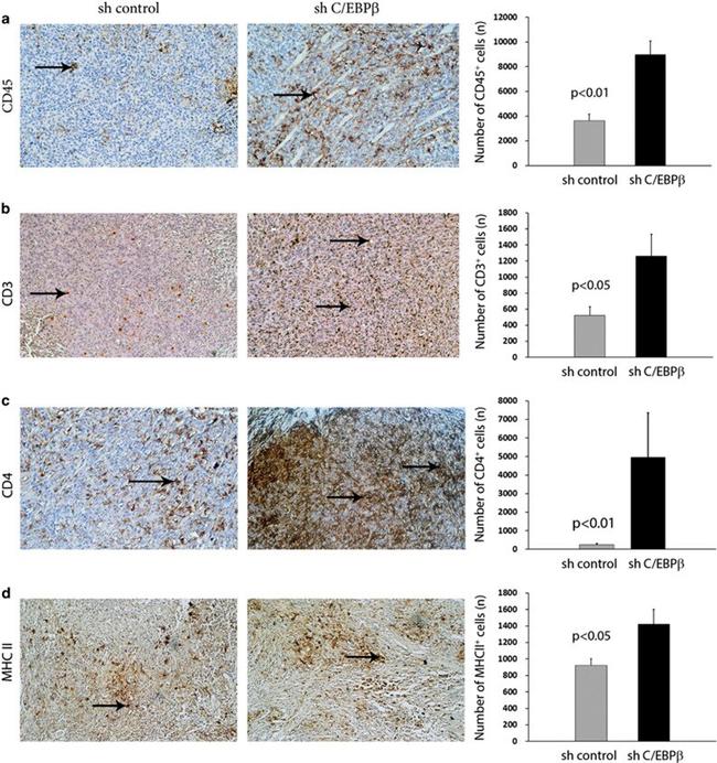 MHC Class II (I-A/I-E) Antibody in Immunohistochemistry (IHC)