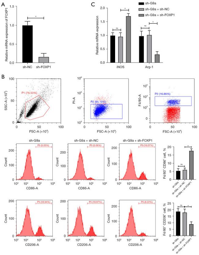 CD206 (MMR) Antibody in Flow Cytometry (Flow)