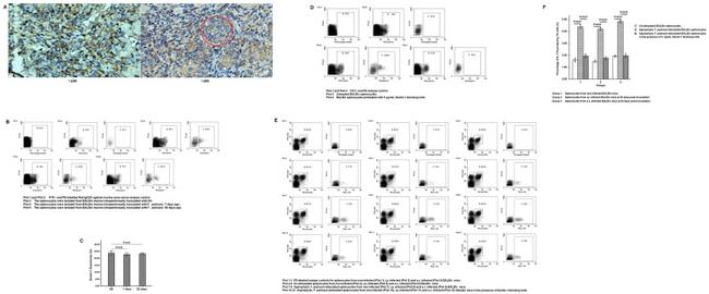 IL-17A Antibody in Flow Cytometry (Flow)