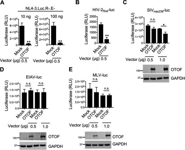 GAPDH Antibody in Western Blot (WB)