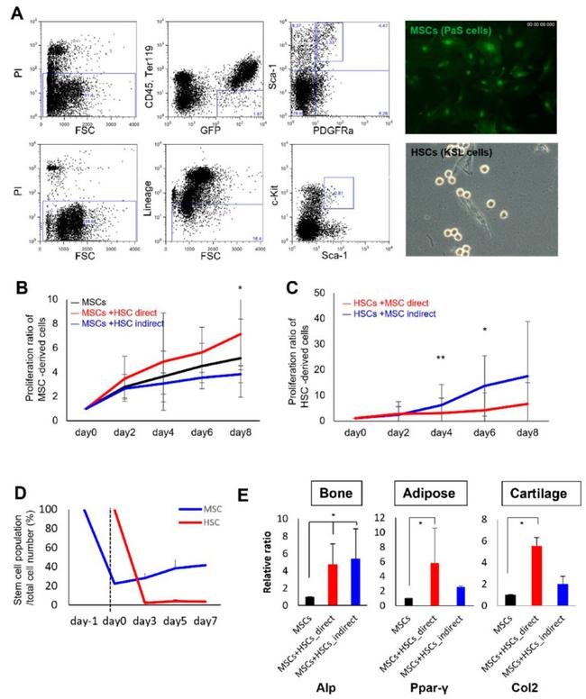 Ly-6A/E (Sca-1) Antibody in Flow Cytometry (Flow)