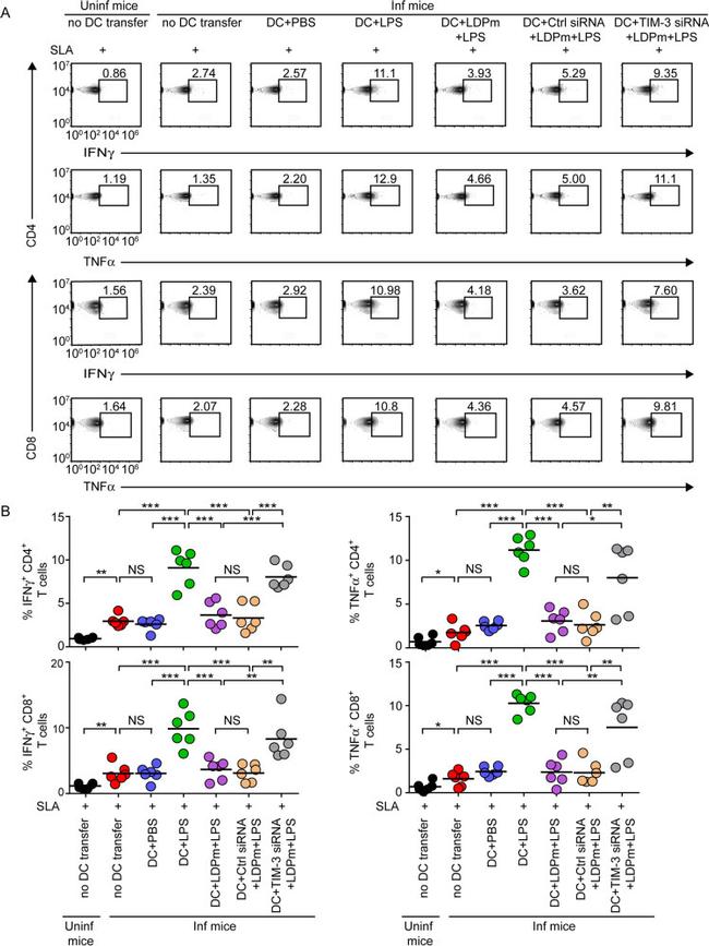 IFN gamma Antibody in Flow Cytometry (Flow)