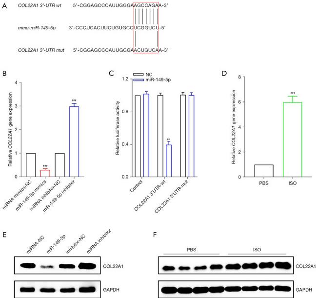 GAPDH Antibody in Western Blot (WB)