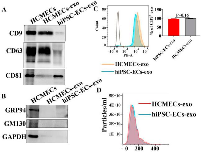 CD81 Antibody in Western Blot (WB)