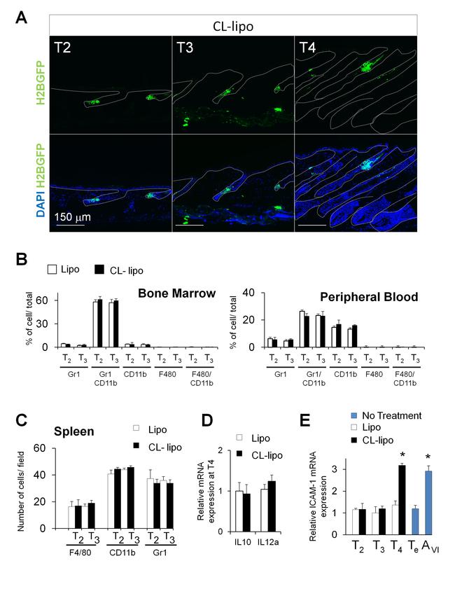 Ly-6G/Ly-6C Antibody in Flow Cytometry (Flow)