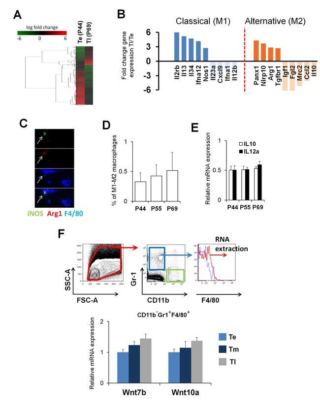 Ly-6G/Ly-6C Antibody in Flow Cytometry (Flow)