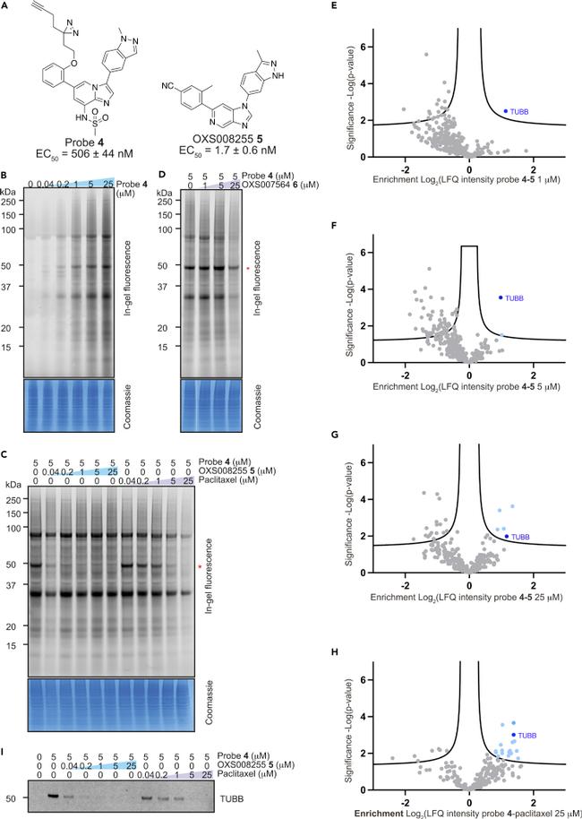 beta Tubulin Loading Control Antibody in Western Blot (WB)