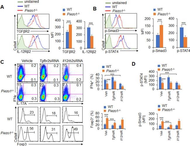 IFN gamma Antibody in Flow Cytometry (Flow)